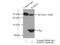 RAB16 antibody, 12320-1-AP, Proteintech Group, Immunoprecipitation image 