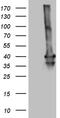 Mesenchyme Homeobox 1 antibody, M02262, Boster Biological Technology, Western Blot image 