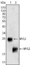 Myosin Light Chain 3 antibody, STJ98262, St John