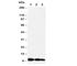 C-X-C Motif Chemokine Ligand 10 antibody, R30467, NSJ Bioreagents, Western Blot image 