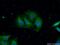 Serpin Family E Member 1 antibody, 13801-1-AP, Proteintech Group, Immunofluorescence image 
