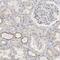 MINDY Lysine 48 Deubiquitinase 4 antibody, NBP1-91239, Novus Biologicals, Immunohistochemistry frozen image 