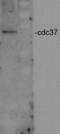 Cell Division Cycle 37 antibody, LS-C230222, Lifespan Biosciences, Western Blot image 