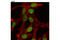Lysine Demethylase 4B antibody, 8639S, Cell Signaling Technology, Immunocytochemistry image 