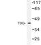 Thymine DNA Glycosylase antibody, LS-C176808, Lifespan Biosciences, Western Blot image 