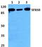Splicing Factor SWAP antibody, PA5-37068, Invitrogen Antibodies, Western Blot image 