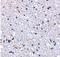 Thymic Stromal Lymphopoietin antibody, NB110-55234, Novus Biologicals, Immunohistochemistry paraffin image 