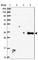 Secreted frizzled-related sequence protein 4 antibody, HPA050585, Atlas Antibodies, Western Blot image 