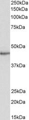 Signal Transducing Adaptor Family Member 2 antibody, PA5-17958, Invitrogen Antibodies, Western Blot image 