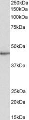 Signal Transducing Adaptor Family Member 2 antibody, PA5-17958, Invitrogen Antibodies, Western Blot image 