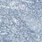 Prolactin antibody, NBP2-76505, Novus Biologicals, Immunohistochemistry paraffin image 