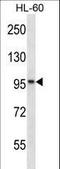 KN motif and ankyrin repeat domain-containing protein 2 antibody, LS-C165395, Lifespan Biosciences, Western Blot image 