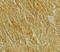 Beta-secretase 2 antibody, 2249, QED Bioscience, Immunohistochemistry frozen image 