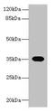 Olfactory Receptor Family 2 Subfamily H Member 1 antibody, CSB-PA875629LA01HU, Cusabio, Western Blot image 