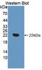 TNF Receptor Superfamily Member 14 antibody, LS-C374792, Lifespan Biosciences, Western Blot image 