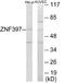 Zinc Finger Protein 397 antibody, EKC1874, Boster Biological Technology, Western Blot image 