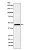 Transmembrane Protein With EGF Like And Two Follistatin Like Domains 2 antibody, M03846-2, Boster Biological Technology, Western Blot image 