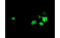 Neuroplastin antibody, MBS832384, MyBioSource, Immunofluorescence image 