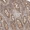 WD repeat-containing protein 85 antibody, NBP1-86714, Novus Biologicals, Immunohistochemistry paraffin image 