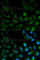 CAPZA2 antibody, A2054, ABclonal Technology, Immunofluorescence image 