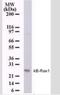 NFKB Inhibitor Interacting Ras Like 1 antibody, NB100-56555, Novus Biologicals, Western Blot image 