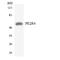 Prostaglandin E Receptor 4 antibody, LS-C200475, Lifespan Biosciences, Western Blot image 