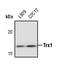 Thioredoxin antibody, PA5-17411, Invitrogen Antibodies, Western Blot image 