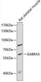 Gamma-Aminobutyric Acid Type A Receptor Alpha5 Subunit antibody, 15-306, ProSci, Western Blot image 