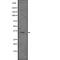 Natural Cytotoxicity Triggering Receptor 1 antibody, abx217074, Abbexa, Western Blot image 