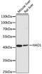 Hydroxyacid Oxidase 1 antibody, A6470, ABclonal Technology, Western Blot image 