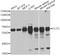 Chaperonin Containing TCP1 Subunit 5 antibody, STJ28632, St John