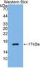 Renalase, FAD Dependent Amine Oxidase antibody, LS-C299747, Lifespan Biosciences, Western Blot image 