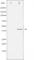 CCAAT Enhancer Binding Protein Alpha antibody, abx011899, Abbexa, Western Blot image 