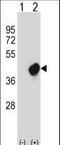 CRK Like Proto-Oncogene, Adaptor Protein antibody, LS-C167047, Lifespan Biosciences, Western Blot image 