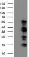 WW Domain Containing Transcription Regulator 1 antibody, NBP2-01209, Novus Biologicals, Western Blot image 