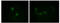 Apolipoprotein M antibody, STJ97841, St John