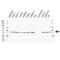 Fructose-bisphosphate aldolase A antibody, VPA00226, Bio-Rad (formerly AbD Serotec) , Western Blot image 