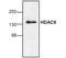 Histone Deacetylase 6 antibody, GTX21440, GeneTex, Western Blot image 