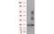 Hydroxysteroid 17-Beta Dehydrogenase 10 antibody, MBS830751, MyBioSource, Western Blot image 