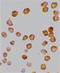 TNF Receptor Superfamily Member 10d antibody, A05136, Boster Biological Technology, Immunocytochemistry image 