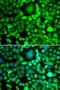 BH3-Like Motif Containing, Cell Death Inducer antibody, LS-C346397, Lifespan Biosciences, Immunofluorescence image 