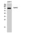 Sphingosine Kinase 2 antibody, A01382-2, Boster Biological Technology, Western Blot image 