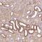 Paralemmin antibody, PA5-62013, Invitrogen Antibodies, Immunohistochemistry paraffin image 