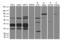 Uracil-DNA glycosylase antibody, LS-C796600, Lifespan Biosciences, Western Blot image 