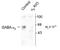 Gamma-Aminobutyric Acid Type A Receptor Alpha6 Subunit antibody, NB300-196, Novus Biologicals, Western Blot image 
