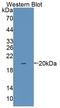 Interleukin 36 Gamma antibody, LS-C374988, Lifespan Biosciences, Western Blot image 