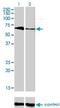 T-box transcription factor TBX5 antibody, H00006910-M01, Novus Biologicals, Western Blot image 