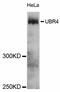 Ubiquitin Protein Ligase E3 Component N-Recognin 4 antibody, abx126757, Abbexa, Western Blot image 