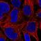 G Protein Nucleolar 1 (Putative) antibody, PA5-65622, Invitrogen Antibodies, Immunofluorescence image 