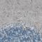 c-Kit antibody, NBP2-52975, Novus Biologicals, Immunohistochemistry paraffin image 